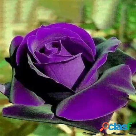 100pcs Purple Dragón Rose Semillas Flor Bonsai Macetas Plantas En