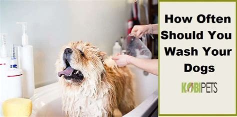 How Often Should You Wash Your Dog Kobi Ptes