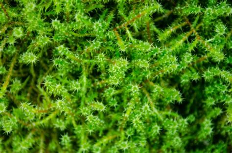 Moss Free Stock Photo Public Domain Pictures