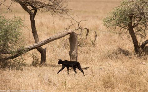 Rare Sighting Melanistic Serval Cat In The Serengeti Africa Geographic