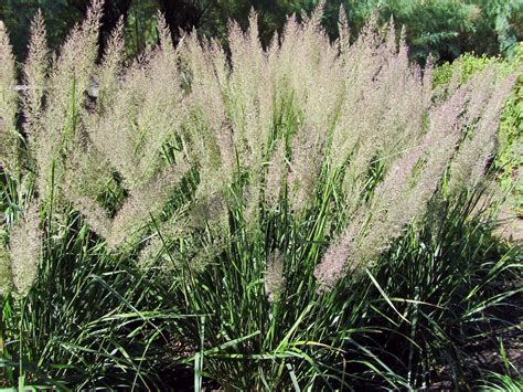 Calamagrostis Brachytricha Korean Feather Grass Feather Reed Grass