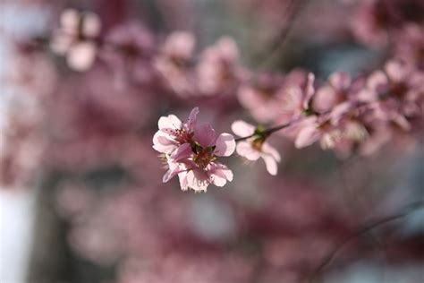 Cherry Blossom Flowers Branch Free Photo On Pixabay Pixabay