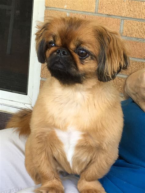 Pekingese Dog Breed Information Artofit