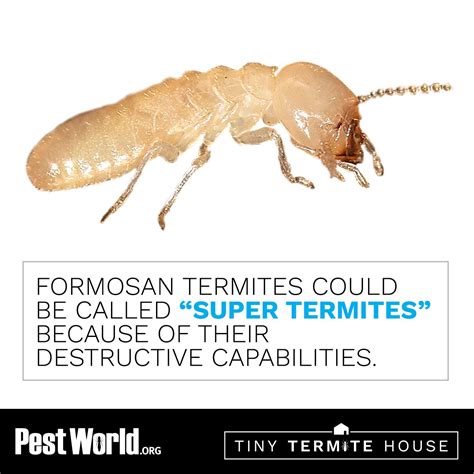 Are Formosan Termites Found In Your Arealearn More About This Termite