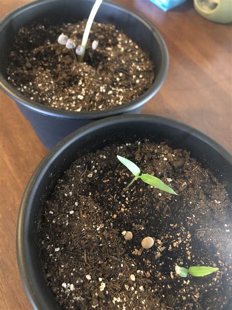 We did not find results for: MUSHROOM MADNESS. These little mushrooms popped up in a ...