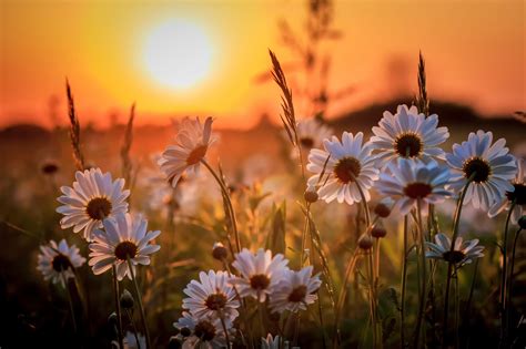 Field Of Daisies At Sunset Nature Photography Beautiful Nature