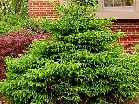 Dwarf Shrubs and More | DIY Landscaping | Landscape Design ...