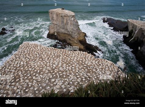 A Gannet Colony Muriwai Beach New Zealand Stock Photo Alamy