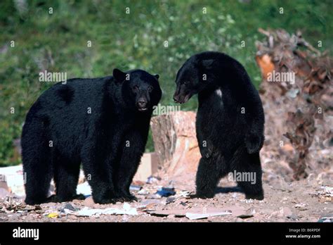 Black Bears Ursus Americanus Roaming For Food On A Garbage Dump Stock