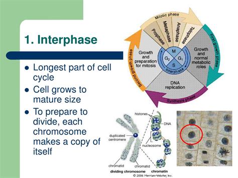 Mitosis Cell Cycle Powerpoint Ppt Presentations Mitosis Cell Cycle