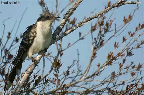 Check spelling or type a new query. Great spotted cuckoo - Israel Photographer: Irad Solnik ...