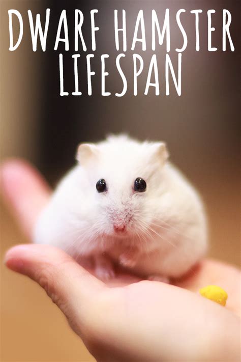 Want To Know About The Dwarf Hamster Lifespan Want To Understand The Russian Dwarf Hamster Life