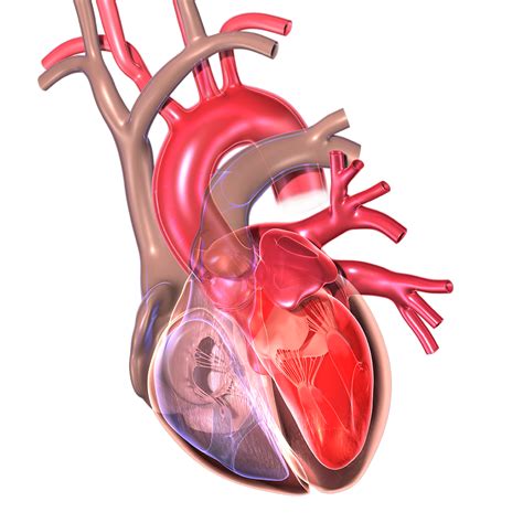 Scheme Update On Tissue Transparency For Cardiac Tissue Imaging