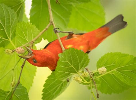 Scarlet Tanager Roads End Naturalist