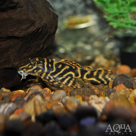 L129 Colombian Zebra Pleco (Hypancistrus debilittera ...