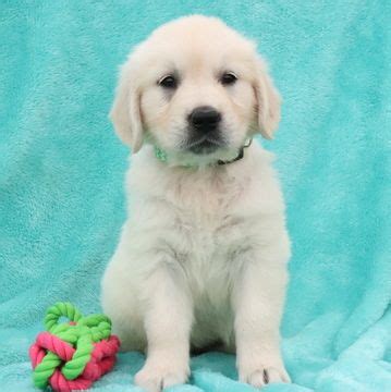 Very playful and friendly around kids. Golden Retriever puppy for sale in GAP, PA. ADN-53110 on ...