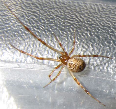 Cobweb Spider Spiders In Sutton Massachusetts