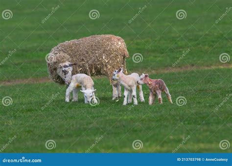 Swaledale Mule Ewe With Her Three Newborn Lambs In Springtime Stood In