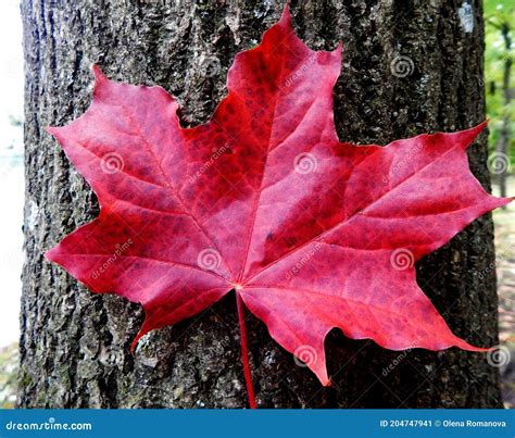Red Maple Leaf Closeup On Tree Bark Background Stock Image Image Of