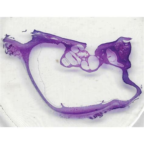 Mammal Cochlea Microscope Slide Carolinagebiz