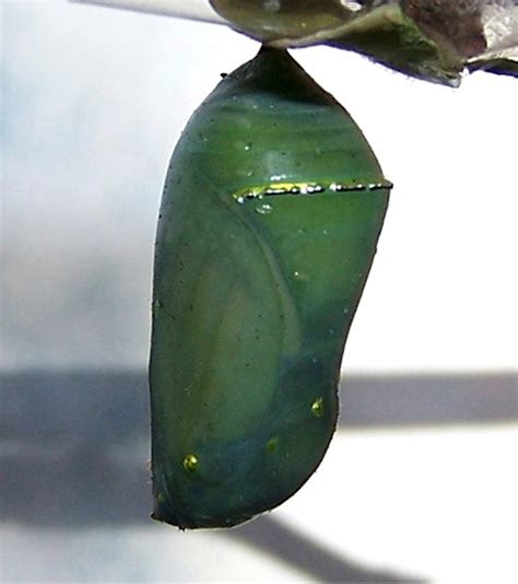 The Forming Of A Chrysalis Danaus Plexippus Bugguidenet