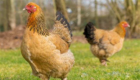 Brahma Chicken The Most Comprehensive Guide To This Giant Breed