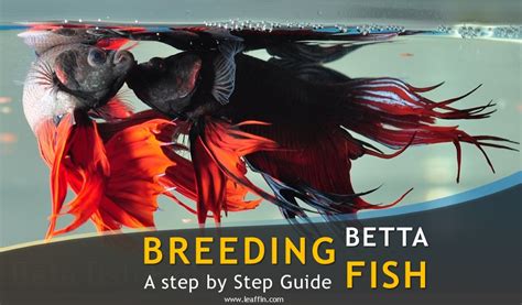 How to selectively breed betta fish. Betta Fish Spawn: Guide from Preparing Breeding Tank to ...