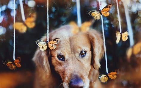 Dog And Butterflies Wallpaper For Widescreen Desktop Pc 1920x1080 Full Hd