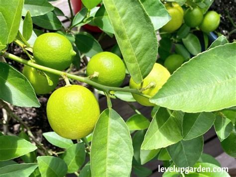 Everything You Need To Know About Key Lime Tree Citrus Aurantifolia