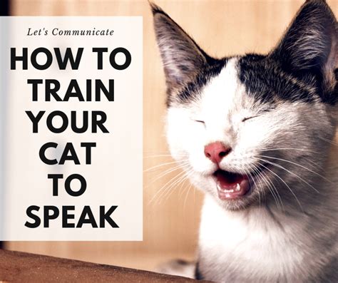 Cat Training How To Teach Your Cat To Talk Pethelpful