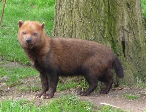 The Bush Dog Is A Canid Found In Central And South America In Spite Of