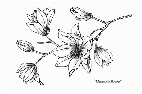 Image Result For Magnolia Sketch Black And White Sketch Art Tattoo