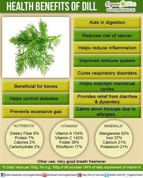 health benefits of dill organic facts dill grows quickly and easily in indian weather