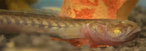 How To Care For A Violet Goby Dragon Goby Or Dragonfish Pethelpful