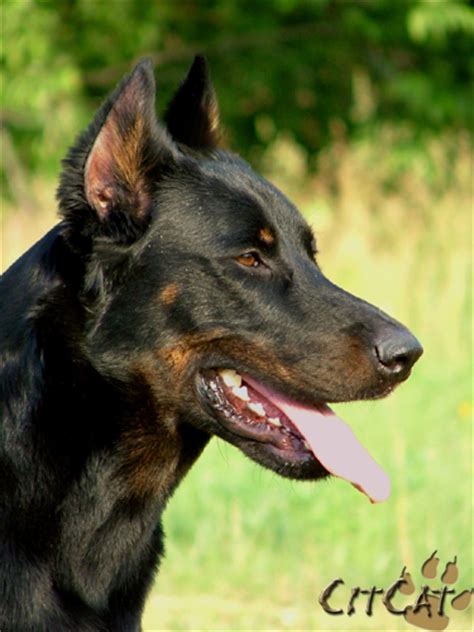 The characteristics and courage of the. Beauceron - Breeder Retriever - A Fun Website About Dogs ...
