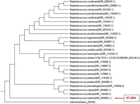 Phylogenetic Tree Of 16s Rrna Gene Sequences Of Staphylococcus Warneri