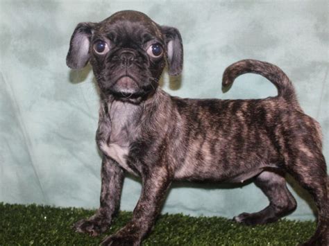 Types Of Brindle Pug All You Need To Know Tindog