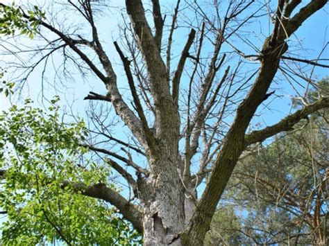 Ash Tree Bark Disease