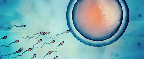 enzyme discovery may revolutionize fertility treatment