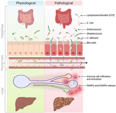Frontiers Molecular And Cellular Mediators Of The Gut Liver Axis In