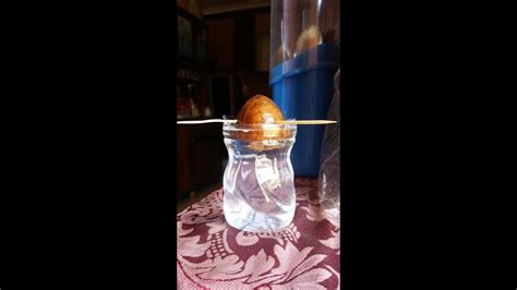 Maybe you would like to learn more about one of these? HOW TO/ CARA BUAT ALPUKAT BONSAI KERDIL CEPAT BUAH DARI ...