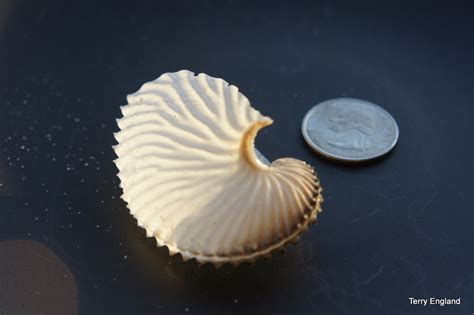 Have You Found A Paper Nautilus Blog The Beach