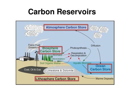 Ppt Carbon Cycle Powerpoint Presentation Free Download Id1446761
