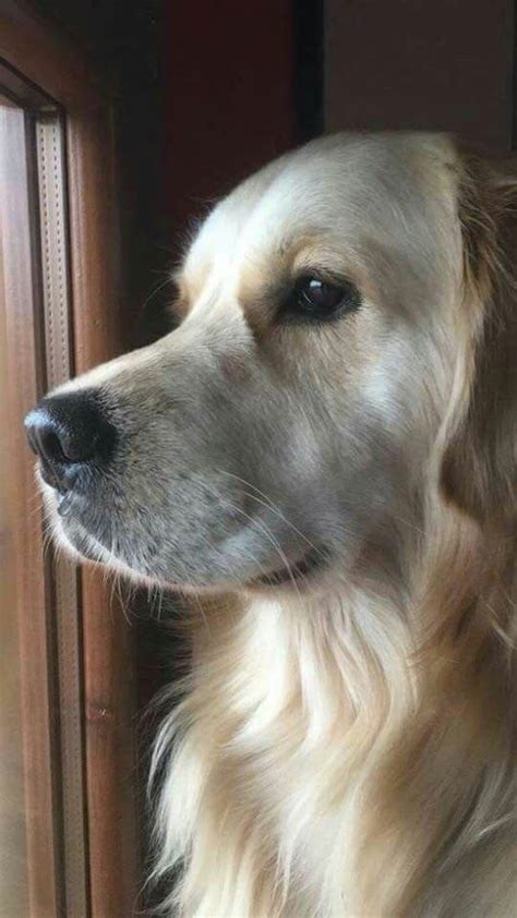 Cute Dog🐶 Dogs Photo 43117548 Fanpop