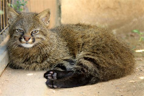 From spanish colocolo (colocolo (cat)), from mapudungun colo colo (a creature in mapuche mythology). Colocolo (Leopardus colocolo) - ZooChat