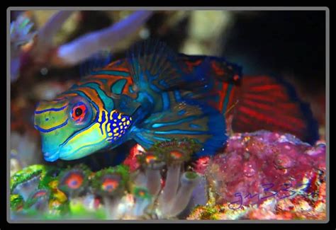 What Do Mandarin Fish Eat What They Eat How Much And How Often