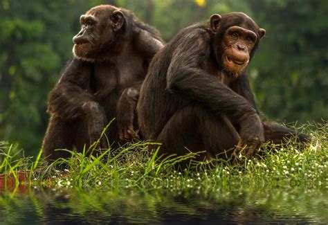 African Great Apes To Suffer Massive Range Loss In Next 30 Years