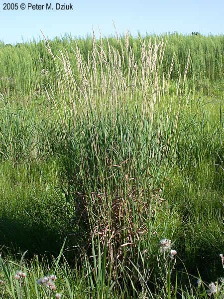 Phalaris Arundinacea Reed Canary Grass Minnesota Wildflowers