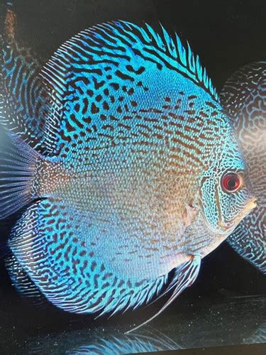 Blue Snakeskin Discus Texel