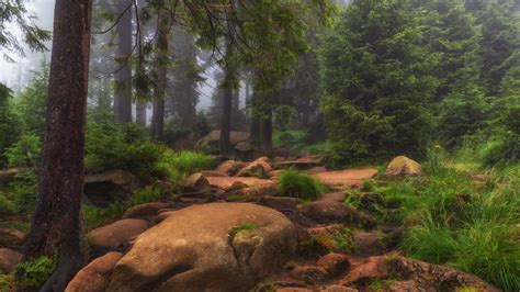 Forest With Stones Grass And Trees During Foggy Morning Hd Nature